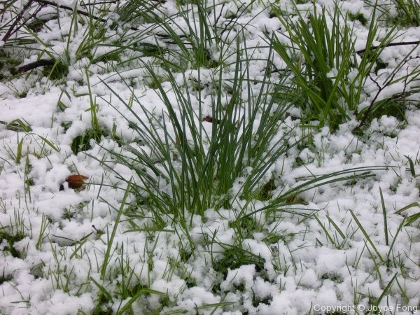 A White Easter - Photo 9